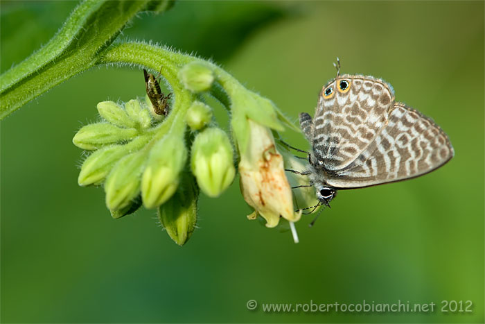 Leptotes pirithous ??